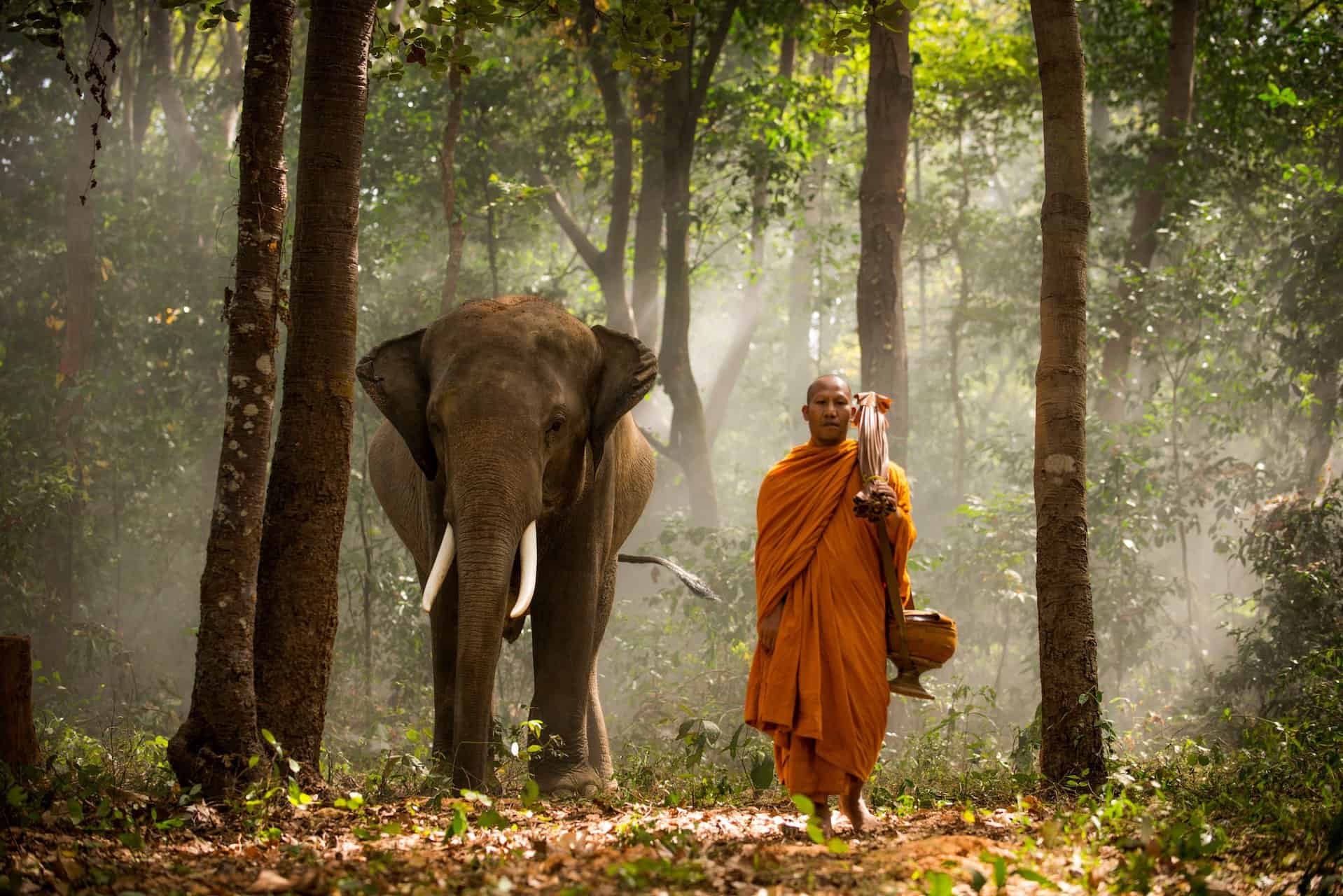 Elephant and buddist monch in Thailand